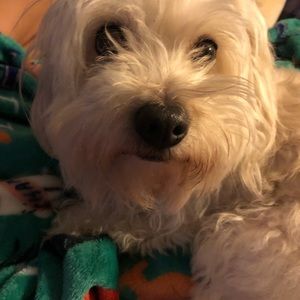 Meet your Posher, Priscilla